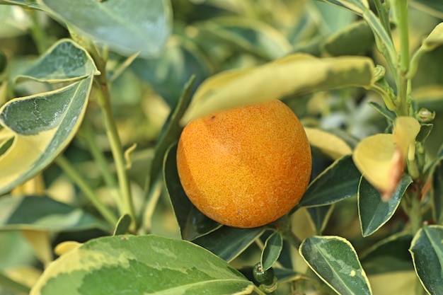 Pomarańczowe drzewo w ogrodzie