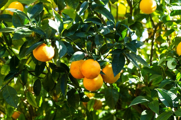 Pomarańczowe drzewo z liśćmi i owocami w słoneczny dzień