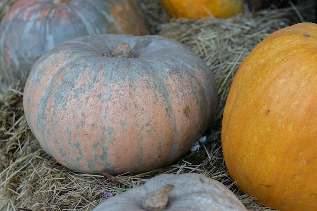 Pomarańczowe dynie halloween na stosie siana lub słomy w słoneczny dzień jesienny wyświetlacz