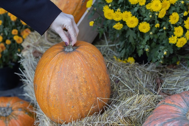 Pomarańczowe dynie halloween na stosie siana lub słomy w słoneczny dzień jesienny wyświetlacz