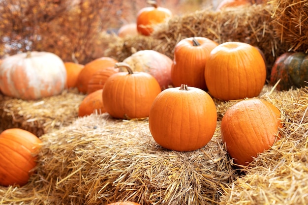 Pomarańczowe dynie halloween na stosie siana lub słomy w słoneczny dzień. Rustykalne jesienne dynie