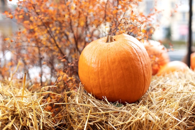 Pomarańczowe Dynie Halloween Na Stosie Siana Lub Słomy W Słoneczny Dzień. Rustykalne Jesienne Dynie