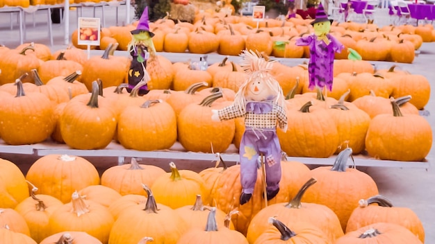 Pomarańczowe dynie na dekoracje na Halloween.