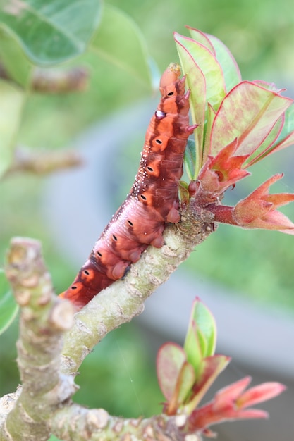 pomarańczowe gąsienice