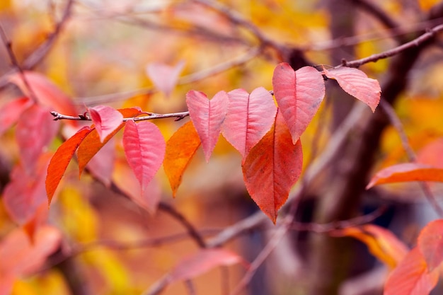 Pomarańczowe i czerwone jesienne liście na gałęzi drzewa jesienią