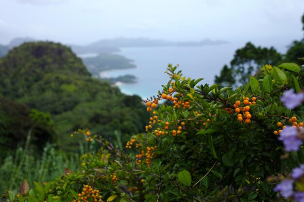 Zdjęcie pomarańczowe jagody na tle pięknych gór