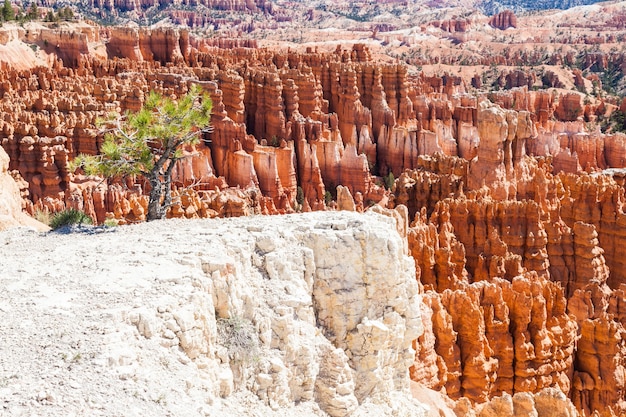 Pomarańczowe Kolory W Tym Kultowym Widoku Na Park Narodowy Bryce Canyon, Usa