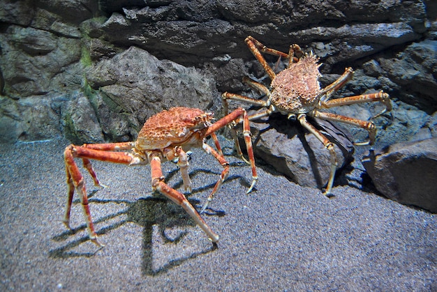 Pomarańczowe kraby pająki z długimi nogami pełzają po skałach w pobliżu plaży