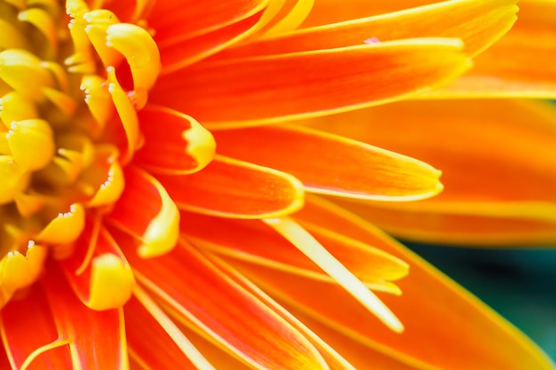 Pomarańczowe kwiaty gerbery z bliska abstrakcyjne tło