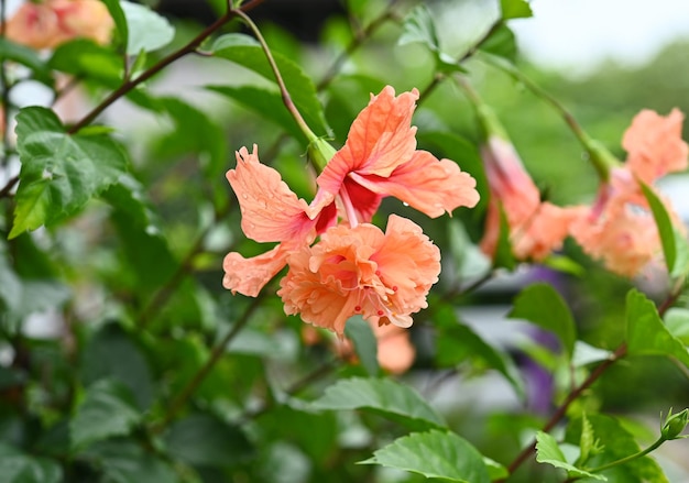 Pomarańczowe kwiaty hibiskusa na zielonym tle w tropikalnym ogrodzie