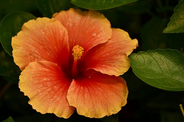 Zdjęcie pomarańczowe kwiaty hibiskusa