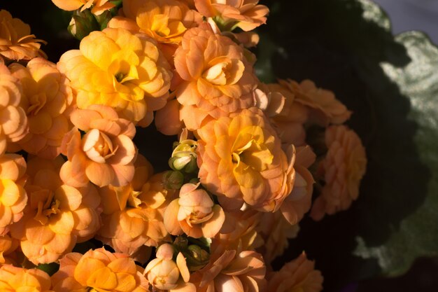 Pomarańczowe Kwiaty Kalanchoe