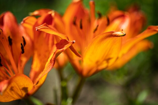 Pomarańczowe kwiaty lilii Letni ogród Zbliżenie Naturalne tło naturalne Fotografowanie makro