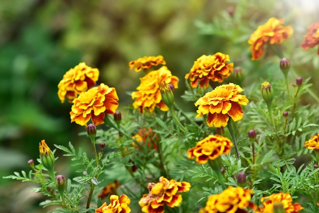 Pomarańczowe Kwiaty Nagietka Kolorowe Jesienne Tło Tagetes