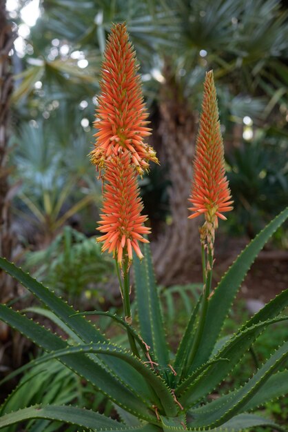 Pomarańczowe kwiaty raceme Aloe arborescens krantz aloes lub kandelabr aloes Kwitnące soczyste w ogrodzie botanicznym na tropikalnym tle Egzotyczne kwiaty stożkowate Letnia tapeta natury