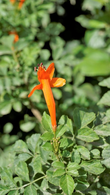 Pomarańczowe kwiaty Tecoma capensis znane również jako wiciokrzew Cape Tecomaria Marsh skrzyp itp