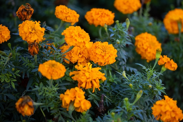 Pomarańczowe kwiaty w naturze