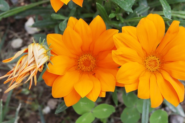 Zdjęcie pomarańczowe kwiaty w świetle słonecznym tło przyrody