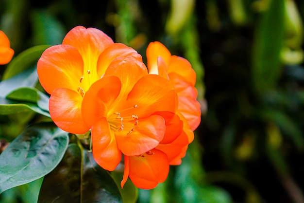 pomarańczowe kwiaty z rozmytym naturalnym tłem