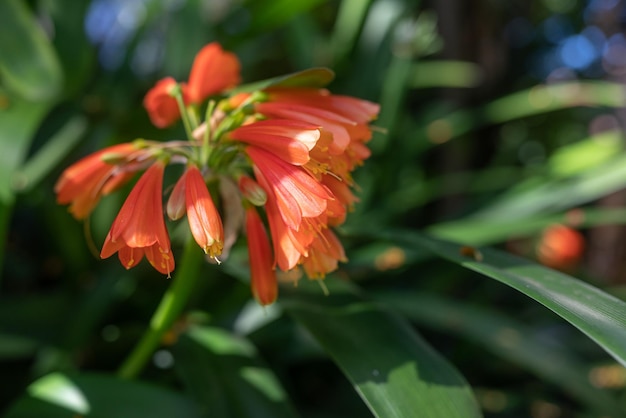 Pomarańczowe kwiaty zielonej lilii leśnej lub Clivia nobilis Jasna lilia krzewiasta na ciemnozielonym tle liści Ciepłe światło złotej godziny Gra świateł i cieni