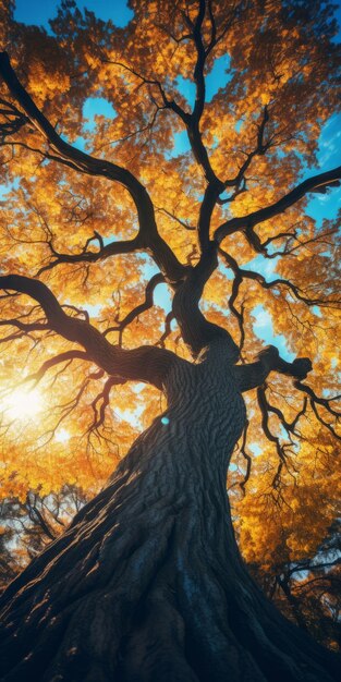 Zdjęcie pomarańczowe liście na drzewie w lesie przy zachodzie słońca graflex speed graphic style
