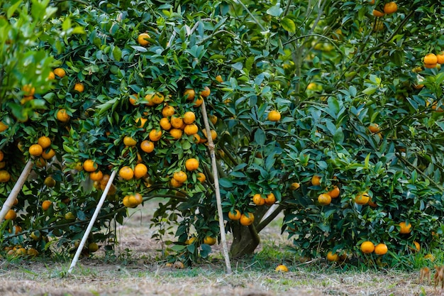 Pomarańczowe owoce na drzewie na farmie