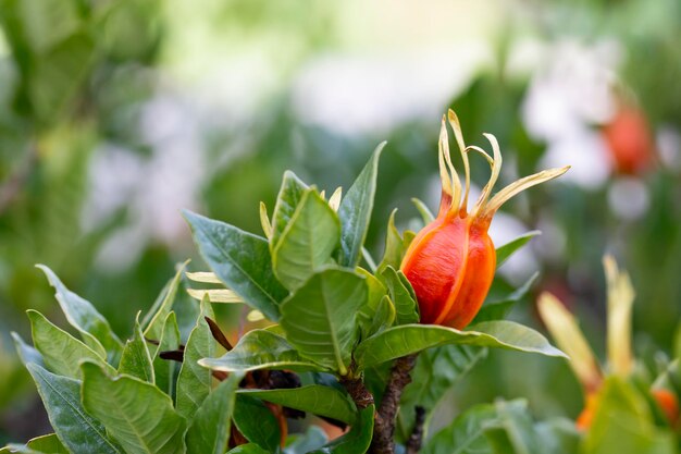 Pomarańczowe owoce na zielonych gałązkach jaśminu gardenia owoce jaśminu szypułkowego na drzewie