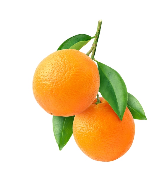 Pomarańczowe owoce wiszące z gałęzi i zielonych liści na białym tle