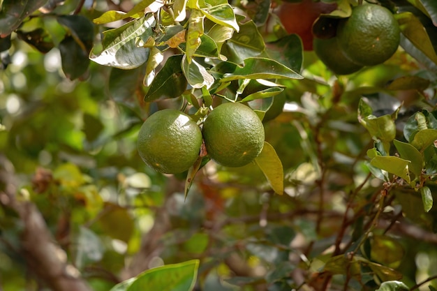 Pomarańczowe owoce z gatunku Citrus aurantium z selektywnym skupieniem