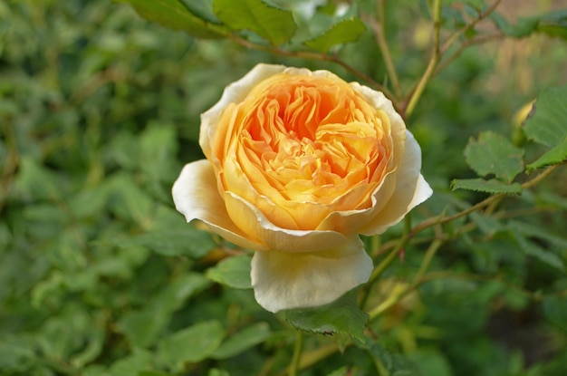 Pomarańczowe róże w ogrodzie Pomarańczowa róża angielska Pomarańczowa róża kwitnąca z bliska