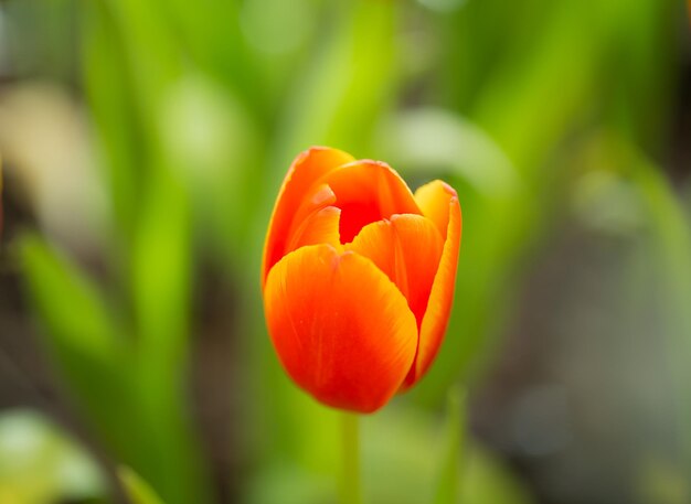 Pomarańczowe tulipany w ogrodzie.