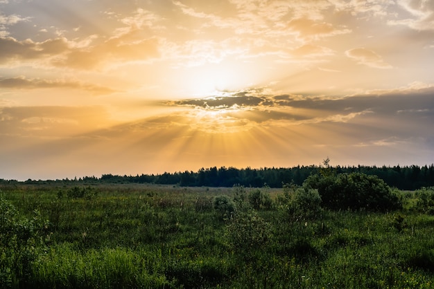 Pomarańczowi żółci słońce promienie na Złotym niebie przy świtem lub zmierzchem w lecie nad łąką