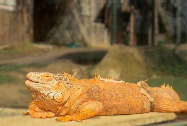 Zdjęcie pomarańczowo-brązowy duży leguana biorący słońce gady zbliżenie dzikie egzotyczne zwierzę kopiować przestrzeń dla tekstu