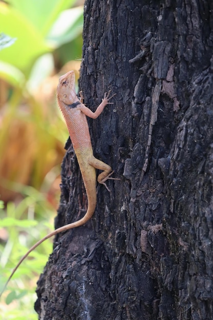 Pomarańczowo-brązowy Kameleon Wspina Się Po Drzewie Z Zielonym Liściem Koncepcja Zwierząt I Natury