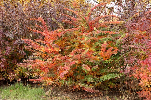 Pomarańczowo-czerwone, wielobarwne, jasne liście krzewów jesienią