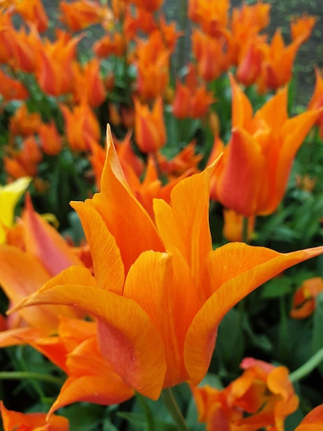 Pomarańczowo-żółte Pole Tulipanów Kwitnące Wiosenne Kwiaty Z Zielonymi Liśćmi Zbliżenie Strzał Skup Się Na Pierwszym Planie