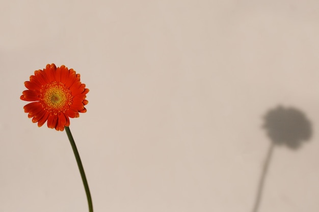 Pomarańczowy Barbeton Daisy Gerbera jamesonii z cieniem na tle