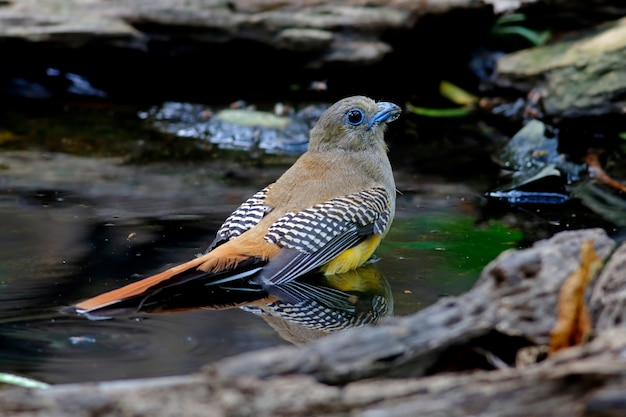 Pomarańczowy breasted Trogon Harpactes oreskios Piękne kobiece ptaki w stawie