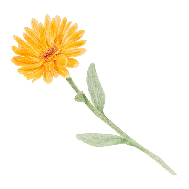 Pomarańczowy Calendula officinalis akwarela ręcznie rysowane ilustracja Kwiat dla naturalnej medycyny ziołowej zdrowa herbata kosmetyki i środki homeopatyczne Element botaniczny do etykiet tekstylia ekologiczne