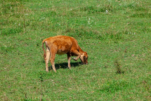 Pomarańczowy cielę wypas świeżej zielonej trawie na pastwisku. Zwierzę.