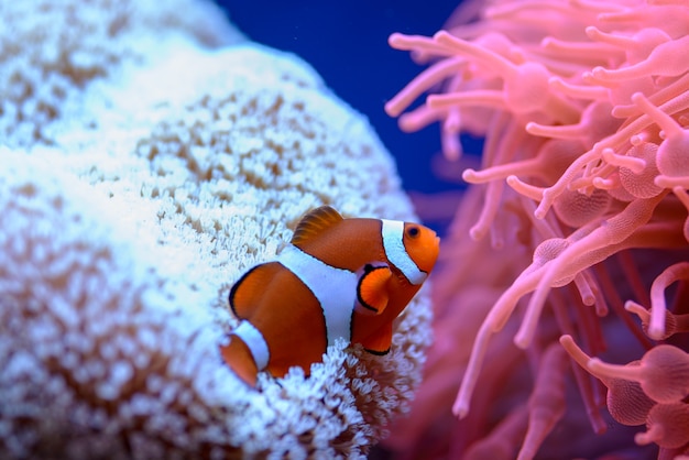 Pomarańczowy clownfish (Amphiprion percula), pływa wśród koralowców w akwarium morskim.