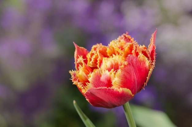 Pomarańczowy czerwony podwójny płatek tulipana Golddust w ogrodzie