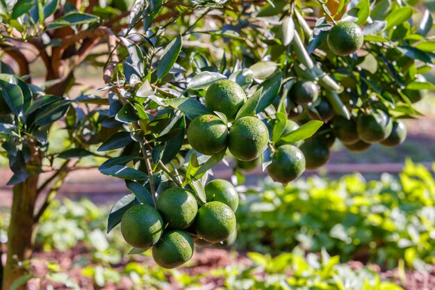 Pomarańczowy Drzewo - Pomarańcze Gospodarstwo Rolne W Fang Okręgu Przy Chiang Mai, Tajlandia