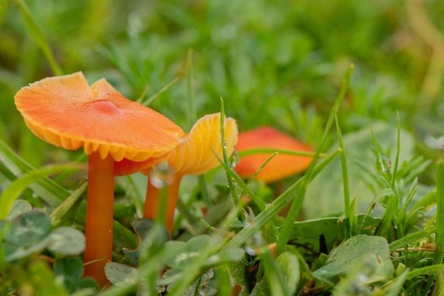 pomarańczowy grzyb w trawie gliophorus