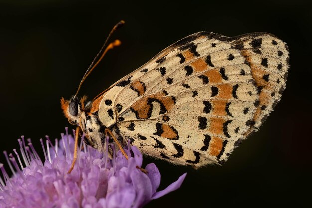 Zdjęcie pomarańczowy i biały motyl z czarnymi plamami z gatunku melitaea didyma siedzący na roślinie