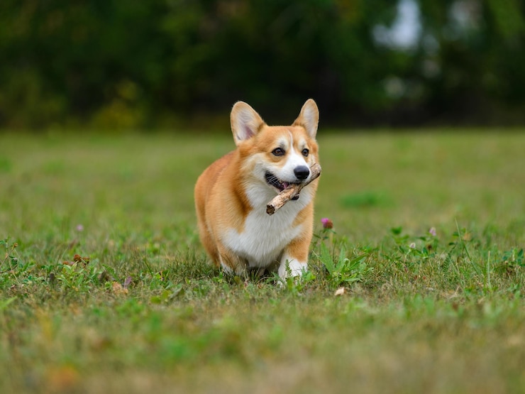 Zdjęcie pomarańczowy i biały szczęśliwy corgi na zielonym polu