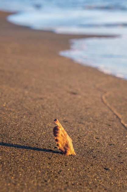 Pomarańczowy jesienny liść drzewa na plaży piasek morze na tle koncepcja sezonu jesiennego jesienne liście pionowe Zdjęcie wysokiej jakości