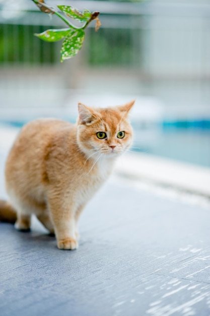 Pomarańczowy kot chodzi przy basenie w moim domu Prawdziwa koncepcja miłośnika kotów