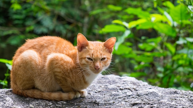 pomarańczowy kot siedzi na skale na zewnątrz