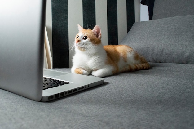 Pomarańczowy kot siedzi w pobliżu laptopa i patrzy w ekran